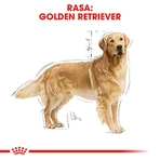 ROYAL CANIN Golden Retriever Adult, droogvoer voor honden, 3 kg