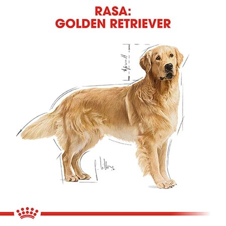 ROYAL CANIN Golden Retriever Adult, droogvoer voor honden, 3 kg