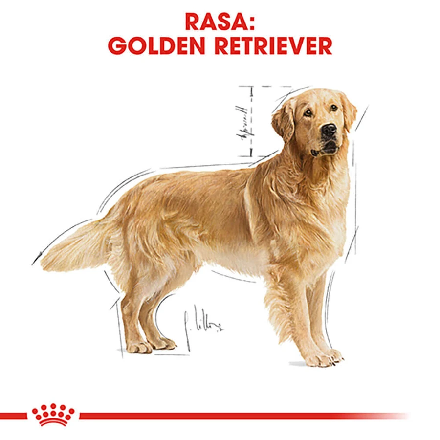 ROYAL CANIN Golden Retriever Adult, droogvoer voor honden, 3 kg