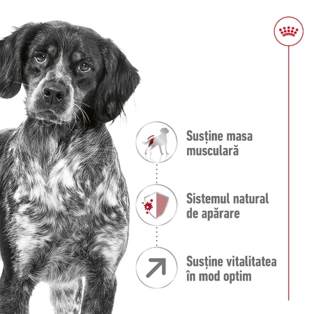 ROYAL CANIN Medium Adult 7+, dry food for senior dogs, 4 kg