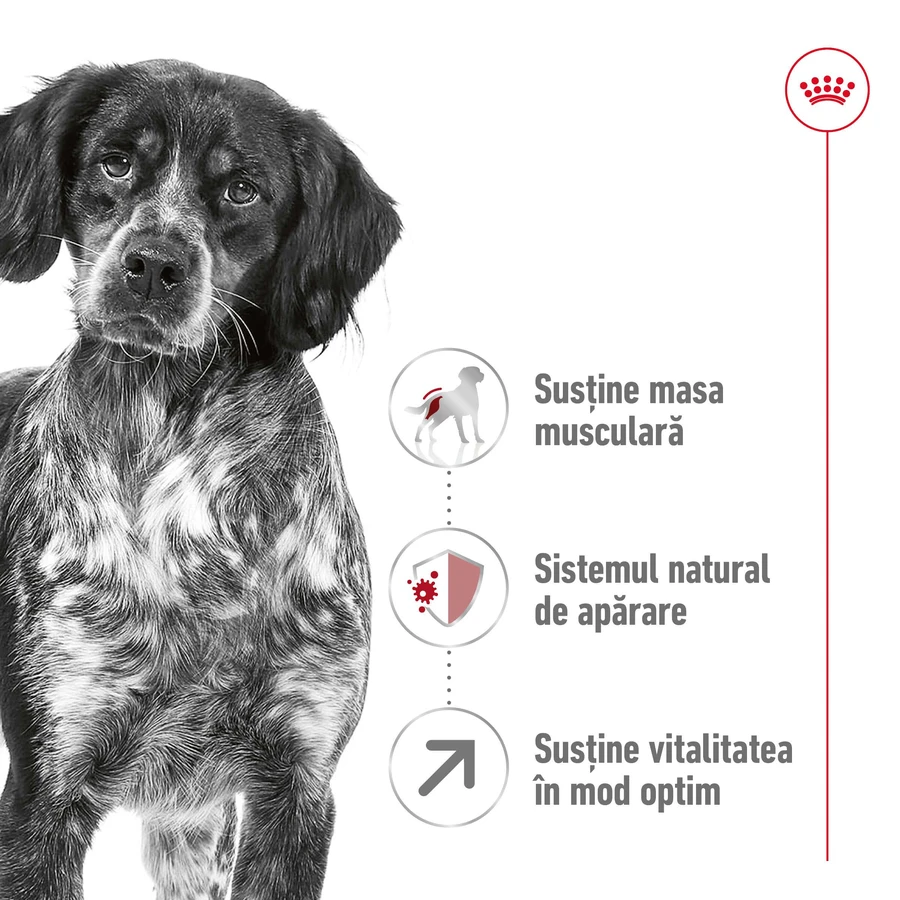 ROYAL CANIN Medium Adult 7+, dry food for senior dogs, 4 kg
