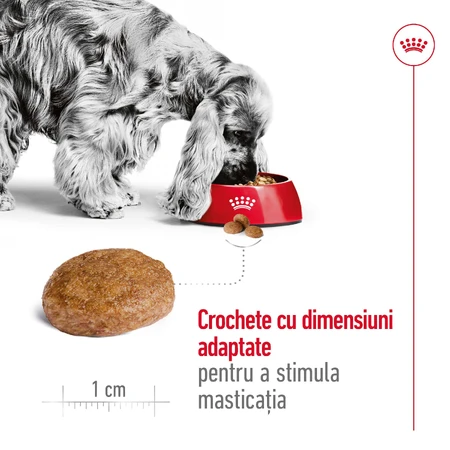 ROYAL CANIN Medium Adult 7+, dry food for senior dogs, 4 kg