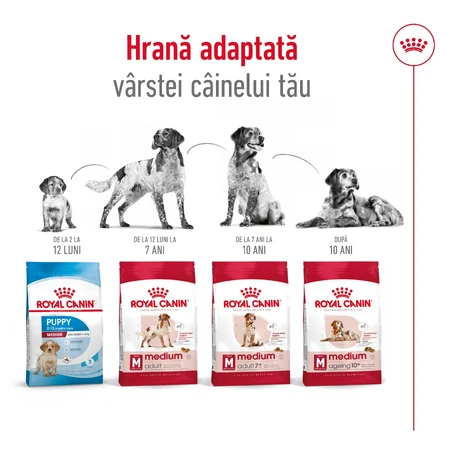 ROYAL CANIN Medium Adult 7+, dry food for senior dogs, 4 kg