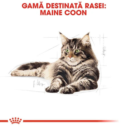 ROYAL CANIN Maine Coon Adult, dry cat food, 4 kg