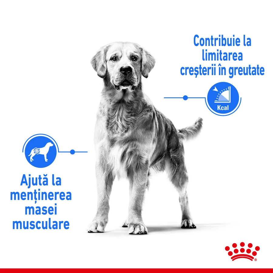 ROYAL CANIN Medium Light Weight Care Adult, dry dog food, for weight management, 3 kg
