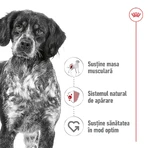 ROYAL CANIN Comida húmeda para perros adultos de tamaño mediano (paté), 410 g
