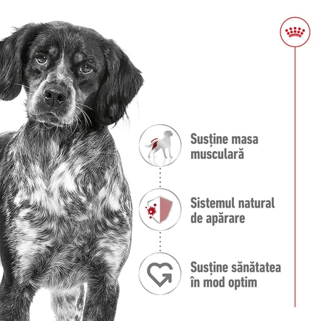 ROYAL CANIN Comida húmeda para perros adultos de tamaño mediano (paté), 410 g