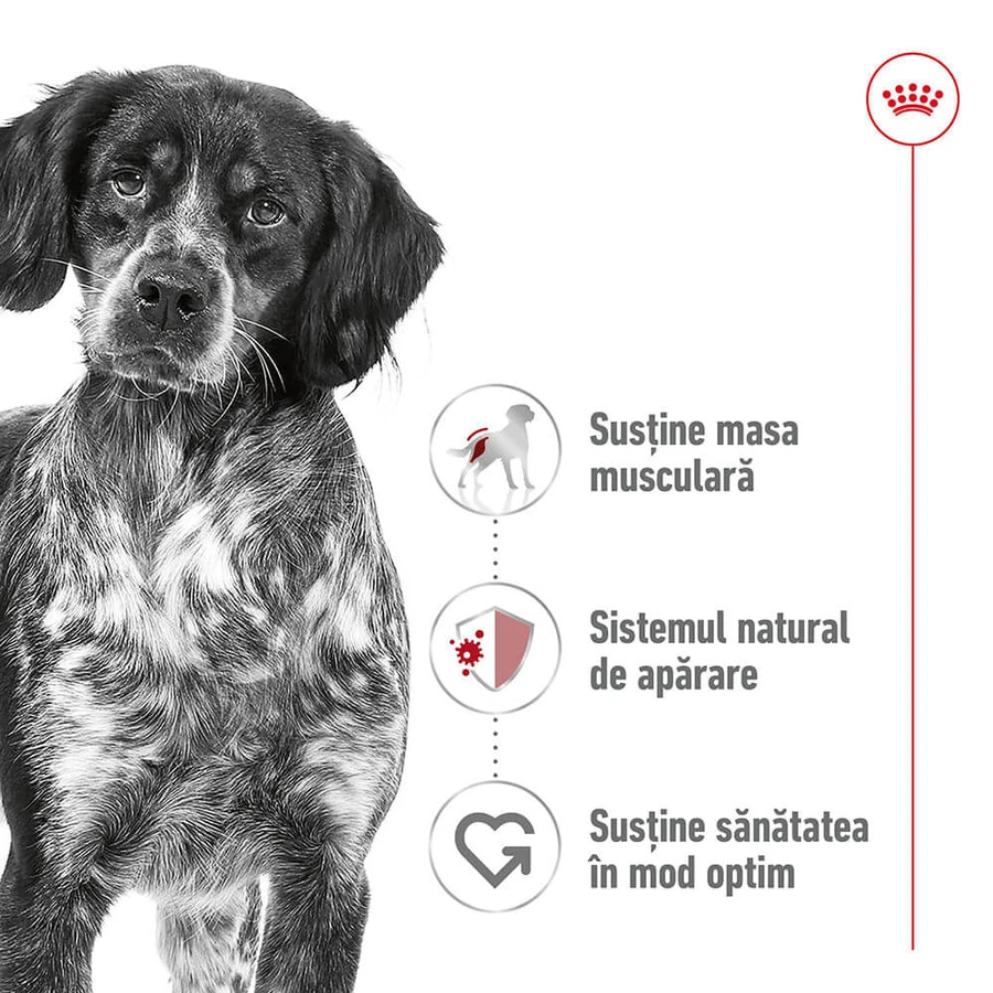 ROYAL CANIN Comida húmeda para perros adultos de tamaño mediano (paté), 410 g
