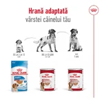 ROYAL CANIN Comida húmeda para perros adultos de tamaño mediano (paté), 410 g