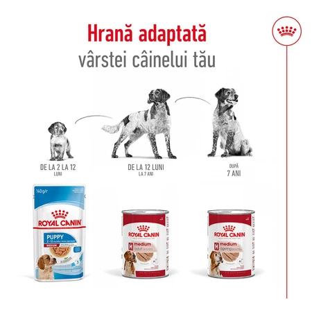 ROYAL CANIN Comida húmeda para perros adultos de tamaño mediano (paté), 410 g