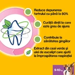 PEDIGREE DentaStix Daily Fresh, hondensnoepjes voor kleine rassen, staafjes, groene thee, 7 stuks
