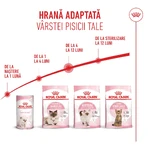 ROYAL CANIN Kitten, droogvoer voor jonge katten, 1,2 kg