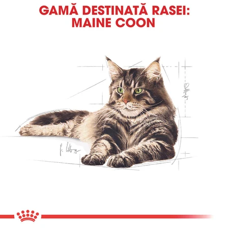 ROYAL CANIN Maine Coon Adult, natvoer voor katten (in saus), 85 g