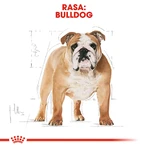 ROYAL CANIN Bulldog Adult, croquettes pour chien adulte, 3 kg