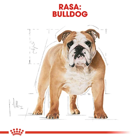 ROYAL CANIN Bulldog Adult, croquettes pour chien adulte, 3 kg