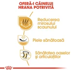ROYAL CANIN Bulldog Adult, croquettes pour chien adulte, 3 kg