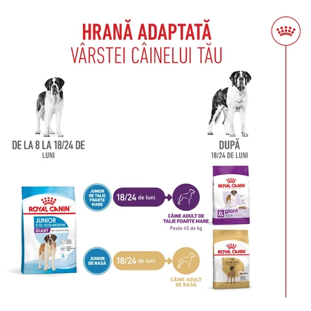 ROYAL CANIN Giant Junior, dry food for junior dogs, Stage 2 of growth, 3.5 kg
