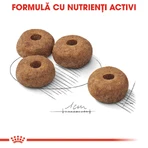 ROYAL CANIN Medium Sterilised Adult, dry food for spayed or neutered dogs, 3 kg