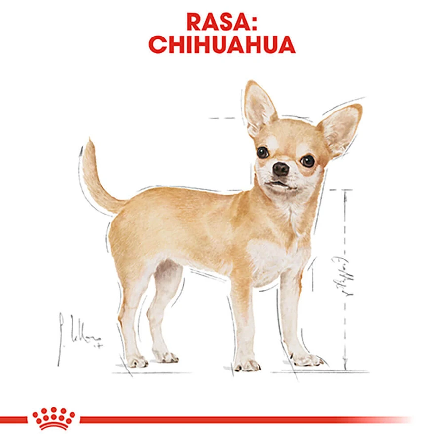 ROYAL CANIN Chihuahua Adult, croquettes pour chien, 1,5 kg