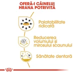 ROYAL CANIN Chihuahua Adult, croquettes pour chien, 1,5 kg
