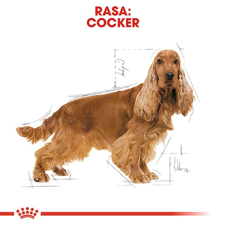 ROYAL CANIN Cocker Adult, Trockenfutter für Hunde, 3 kg