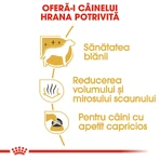 ROYAL CANIN Maltese Adult, pienso seco para perros, 500 g