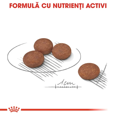 ROYAL CANIN Mini Digestive Care, Trockenfutter für Hunde, für eine gesunde Verdauung, 1 kg