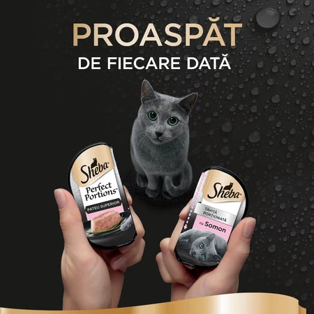 SHEBA Perfect Portions, Zalm, natvoer voor katten in bakjes (paté), multipack, 37,5 g x 6