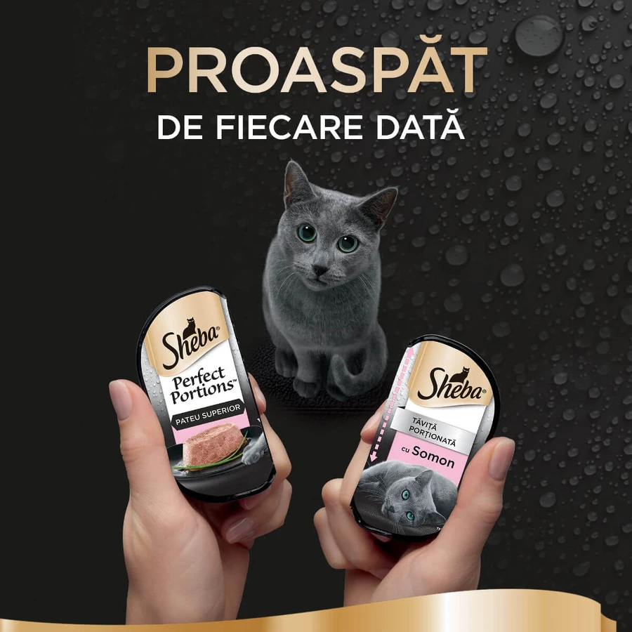 SHEBA Perfect Portions, Zalm, natvoer voor katten in bakjes (paté), multipack, 37,5 g x 6