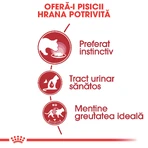 ROYAL CANIN Instinctive Adult, natvoer voor katten (in saus), doos, 85 g x 12 stuks