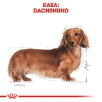 ROYAL CANIN Dachshund Adult, croquettes pour chien adulte, 1,5 kg