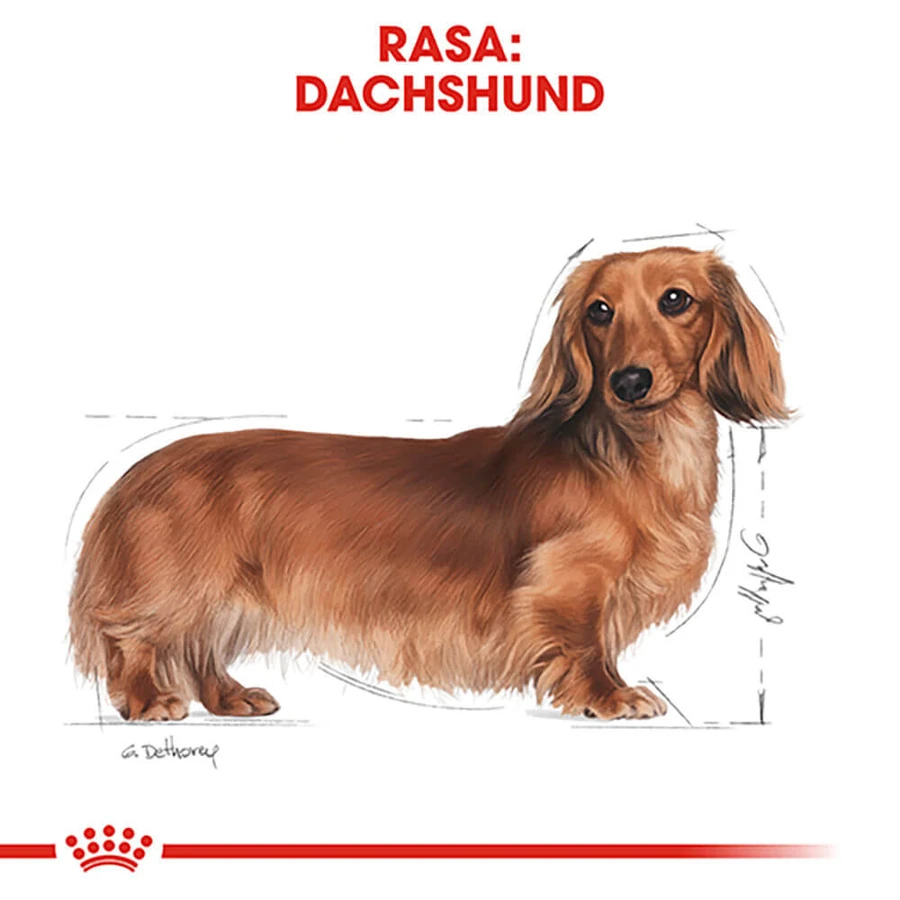 ROYAL CANIN Dachshund Adult, croquettes pour chien adulte, 1,5 kg