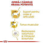 ROYAL CANIN Dachshund Adult, croquettes pour chien adulte, 1,5 kg