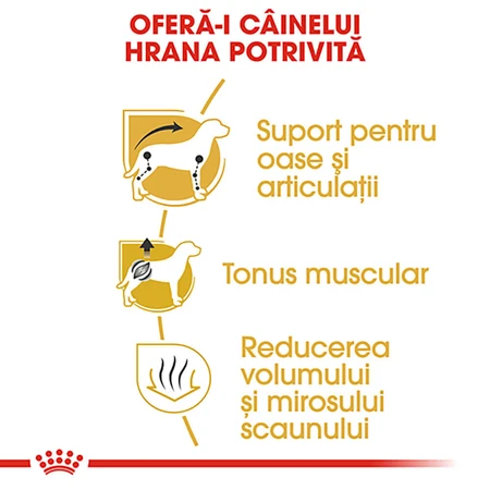 ROYAL CANIN Dachshund Adult, croquettes pour chien adulte, 1,5 kg