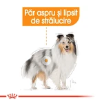 ROYAL CANIN Mini Coat Care Adult, croquettes pour chiens adultes, 3 kg