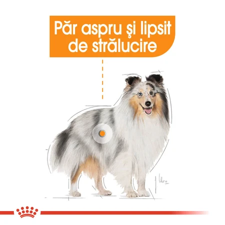 ROYAL CANIN Mini Coat Care Adult, croquettes pour chiens adultes, 3 kg