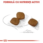 ROYAL CANIN Mini Coat Care Adult, croquettes pour chiens adultes, 3 kg