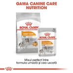 ROYAL CANIN Mini Coat Care Adult, croquettes pour chiens adultes, 3 kg