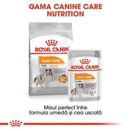 ROYAL CANIN Mini Coat Care Adult, croquettes pour chiens adultes, 3 kg