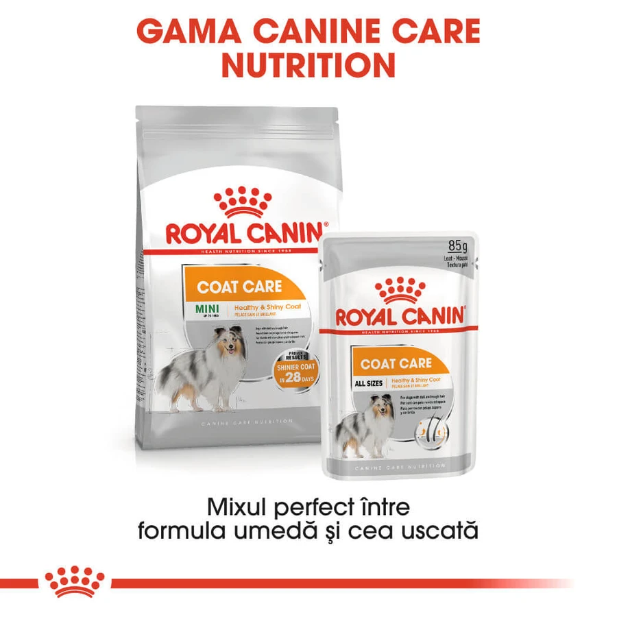 ROYAL CANIN Mini Coat Care Adult, croquettes pour chiens adultes, 3 kg