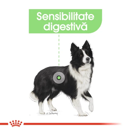 ROYAL CANIN Medium Digestive Care, droogvoer voor honden, voor een gezonde spijsvertering, 3 kg