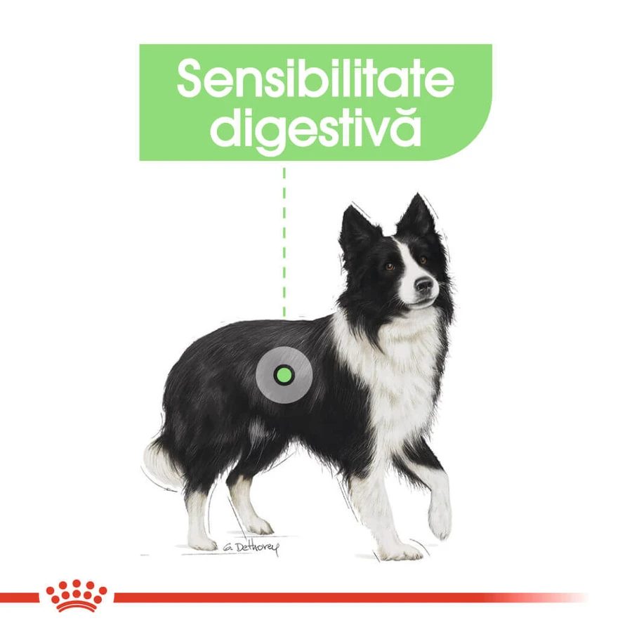 ROYAL CANIN Medium Digestive Care, droogvoer voor honden, voor een gezonde spijsvertering, 3 kg