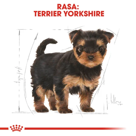 ROYAL CANIN Yorkshire Puppy, droogvoer voor jonge honden, 500 g