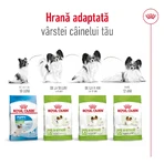 ROYAL CANIN X-Small Adult, croquettes pour chiens adultes, 500 g