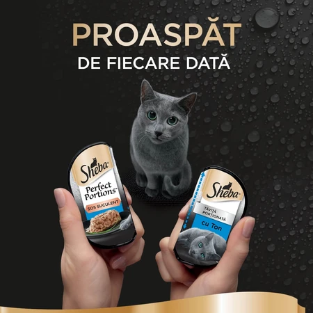 SHEBA Perfect Portions, atún, bandejas de comida húmeda para gatos (en salsa), paquete múltiple, 37,5 g x 6