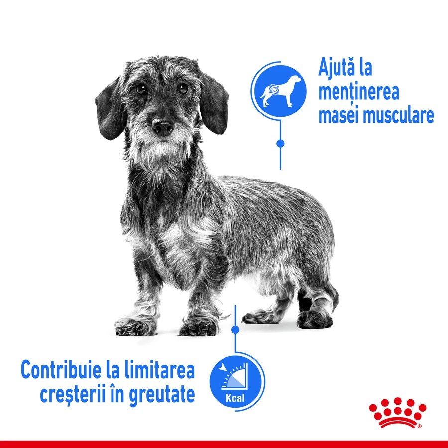 ROYAL CANIN Mini Light Weight Care Adult, pienso seco para perros, para el control del peso, 1 kg