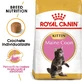 ROYAL CANIN Maine Coon Kitten, pienso seco para gatitos, 2 kg