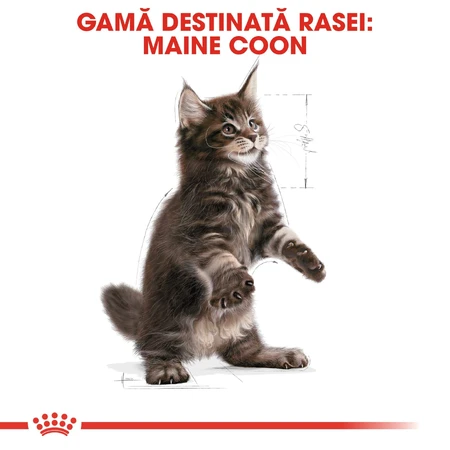 ROYAL CANIN Maine Coon Kitten, pienso seco para gatitos, 2 kg