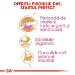 ROYAL CANIN Maine Coon Kitten, pienso seco para gatitos, 2 kg