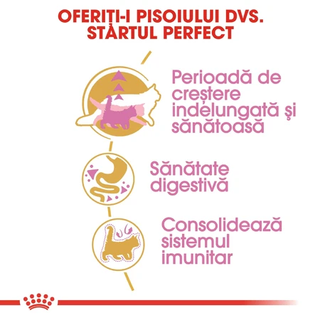 ROYAL CANIN Maine Coon Kitten, pienso seco para gatitos, 2 kg